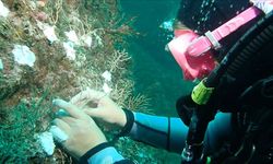 Bakan Murat Kurum o projeyi duyurdu! "Doğayı mercanlarla onarıyoruz"