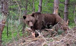 Ayıyla karşılaşılınca ne yapılmalı? Uzmanın dikkat çeken tavsiye!