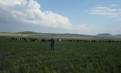 Kars'ta mera kullanımı yasaklandı mı? Bakanlık açıkladı