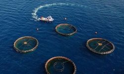 Karadeniz'de 85 milyon dolarlık su ürünleri ihracatı