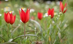 Yılda 1 kez açıyor, 10 gün yaşıyor! Manisa lalesini koparmanın cezası 700 bin lira