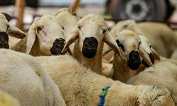 Vekaletle kurban kesim bedeli belli oldu