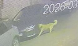 Üsküdar'da başıboş köpek paniği! Aracı parçalayıp vatandaşı kovaladılar