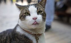 Yaralı olarak geldi, sevgiyle hayata tutundu! İzmit Çarşı'nın neşesi 10 kiloluk Prens!