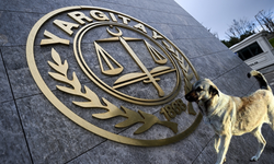 Yargıtay'dan emsal karar: Köpek saldırısına 2 milyon lira tazminat