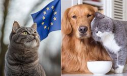 Avrupa’da evcil hayvanlara dijital kimlik: Mikroçip dönemi başlıyor