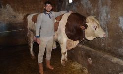 1 ton 440 kiloluk “Şampiyon” görücüye çıktı! Fiyatı dudak uçuklattı!