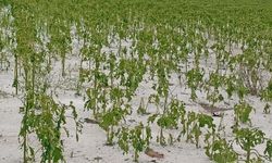Adana'da dolu yağışı etkili oldu!