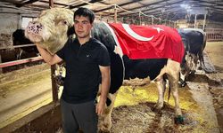 1.2 tonluk 'Paşa' 650 bin liraya satıldı! Kurban Bayramı'nda kesilip dağıtılacak