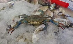 Karadeniz’de balıkçı ağından mavi yengeç çıktı