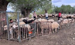 Erzincan'da hayvancılık sektörü sorununa çözüm: Afgan uyruklu işçiler çalışmaya başladı
