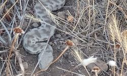 Elazığ'da kış uykusundan uyandı! Sadece bir ısırığı öldürebilir!