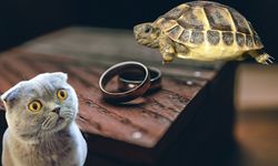 Eşine "tosbağa, kedi" dedi, Yargıtay ağır kusur saydı!