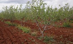 Gaziantep'te sağanak ve fırtına etkili oldu: 90 mahallede araziler zarar gördü