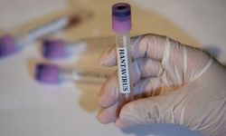 Hantavirüs pandemiye dönecek mi? DSÖ'den açıklama