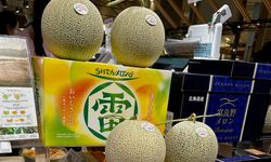 Japonya'nın lüks kavunu "Hokkaido" rekor fiyata satıldı