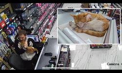 Rize'de kedi dostluğu: Her sabah dükkana gelip esnafın boynuna sarılıyor