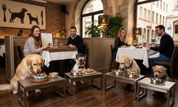 Sadece köpekler için "fine-dining" restoran açıldı