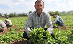 Kilis'te tarım işçilerinin mesaisine 1 Mayıs 'dur' demedi