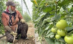 Sebze-meyve üretiminde Antalya farkı! Türkiye'nin lideri oldu