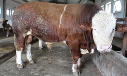 Bingöl'de 1,5 tonluk 'Tosun Paşa' 450 bin liraya alıcı buldu