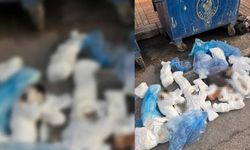 İzmir'de 33 kediyi öldüren cani veteriner serbest bırakılmıştı! Bu kez tutuklandı