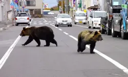 Japonya'da ayı alarmı: Okullar tatil edildi