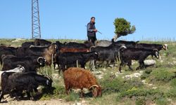Toroslar'da bahar mesaisi: Yörükler keçileriyle dağlarda zorlu nöbette