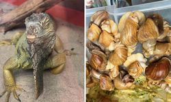Görenler gözlerine inanamadı! İstanbul’da egzotik hayvan operasyonu
