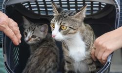 6 milyonda 1'lik mucize! İzmir’de erkek sanılan kedi doğum yaptı!