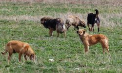 Bakan Çiftçi açıkladı: Sokak köpeklerinin hepsi yılbaşına kadar toplanacak