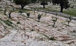 Mersin'i dolu vurdu: Tarım arazileri zarar gördü