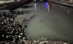 Bakırköy'de dere yatağında binlerce ölü balık bulundu
