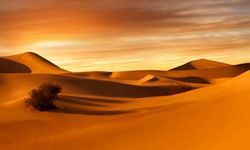Sahara Çölü'nde korkunç son: 50 kişi susuzluktan öldü!
