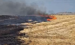 Bandırma'da yangın tarım arazilerine sıçradı