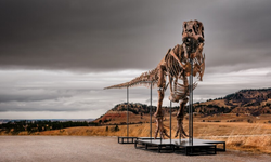 67 milyon yıllık dev T-Rex iskeletine rekor fiyat
