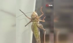 Herkes neye uğradığını şaşırdı! İstanbul'u dev çekirgeler sardı!