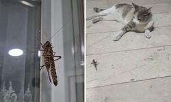 İstanbul'un bazı ilçelerinde iri çekirgeler tedirginlik yarattı