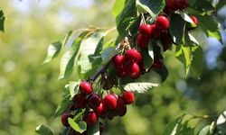 Bahçeden topladıkları kirazı yiyen çift hayatını kaybetti