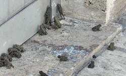 Sivas'ta sağanak sonrası etrafı kurbağalar bastı