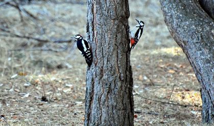 Sarıkamış'ta doğa şöleni