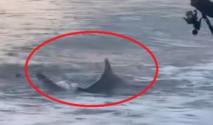 Antalya'nın Aksu ilçesi Kumköy sahilinde kıyıdan olta atan bir amatör balıkçının oltasına köpek balığı takıldı