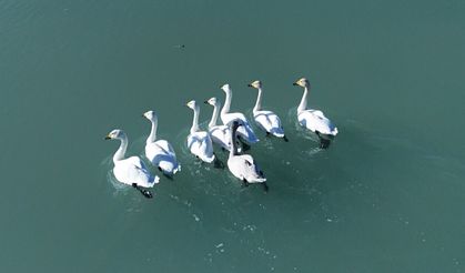 Süphan Dağı eşliğinde kuğuların zarif dansı