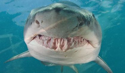 Amatör balıkçıların köpek balığıyla mücadelesi nefes kesti