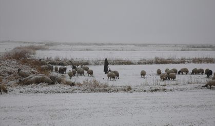Van'da merada koyun otlatan çobanlar kara yakalandı
