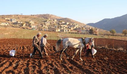 Tescilli mehina sarımsağının ekimine başlandı