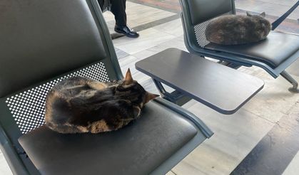 Dondurucu soğuk sokak hayvanlarının yaşamını zorlaştırdı