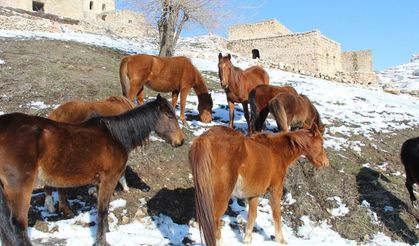 Gabar Dağı’nda beyaz özgürlük