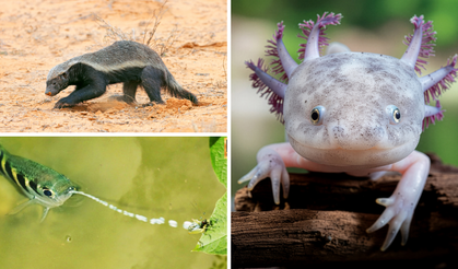 Hayvanlar aleminin en ilginç özelliklerine sahip 10 canlısı