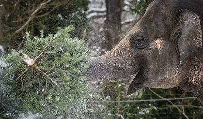 Hayvanat bahçesinde renkli görüntüler